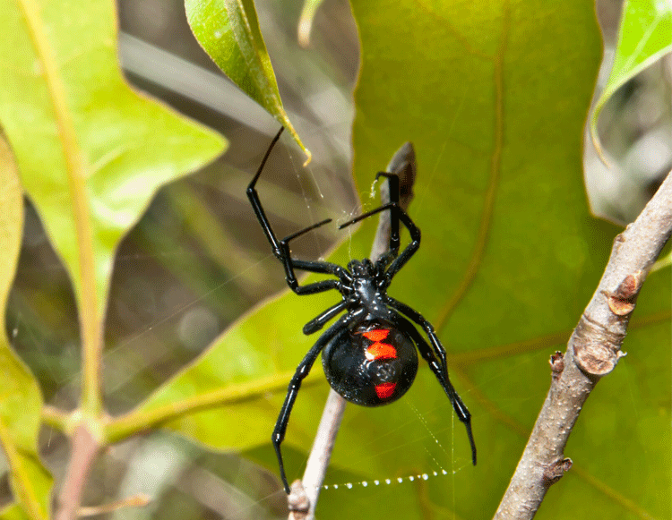 Black Widow Spider