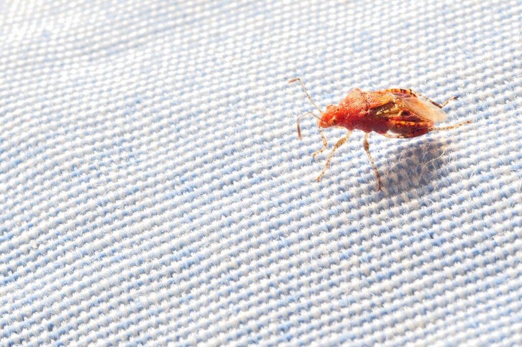 Bed Bug crawling on bedsheet