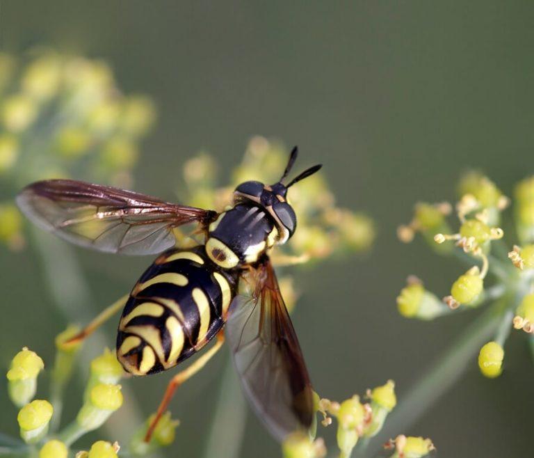 Expert Bee, Wasp, Control and More in Northern Illinois