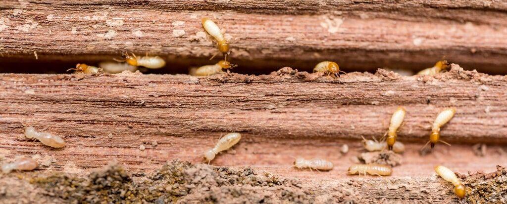 Termite infestation on a log