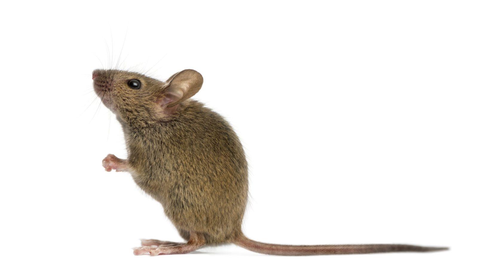 Read more about the article Getting rid of Mice, Permanently