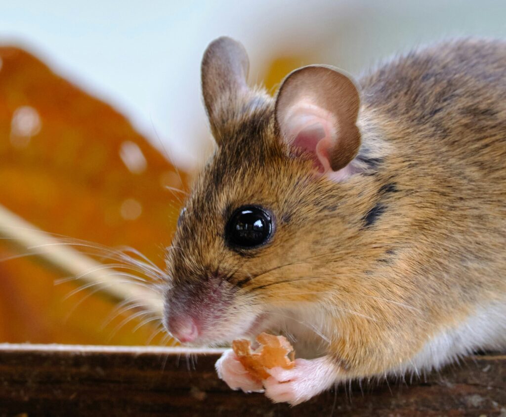 mouse eating food