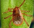 Brown Dog Tick — St Charles, IL — Fox Valley Environmental Pest Control