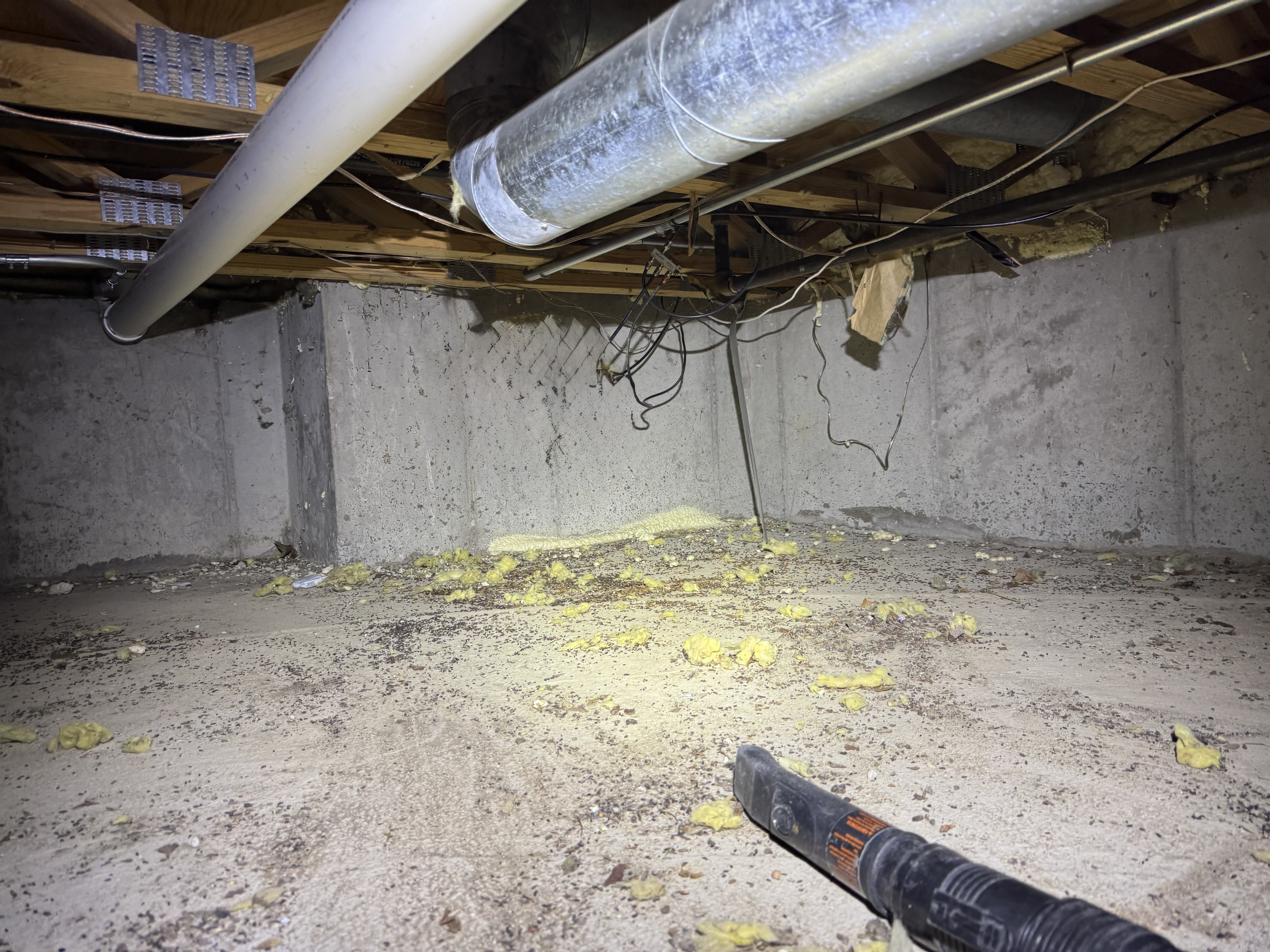 Read more about the article Allergens in Mouse Droppings: A hidden threat to American Homes