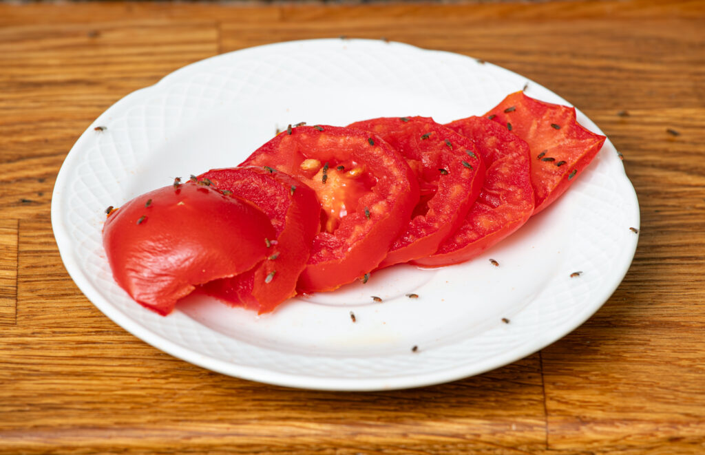 fruit flies, drosophila melanogaster on plate of food