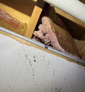 Mice storing seeds inside of insulation of a homes basement, damaging it