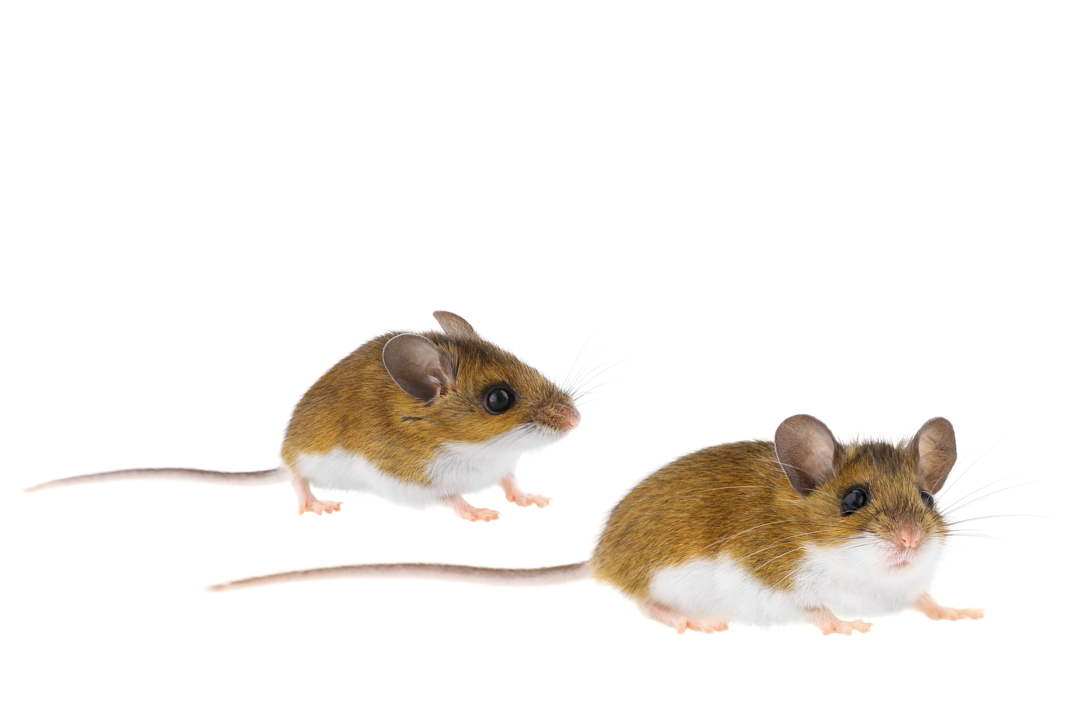 Read more about the article Deer Mice vs. Field Mice