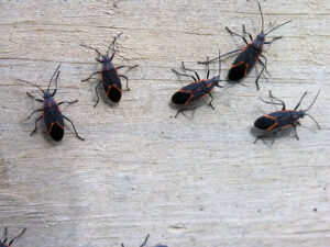 Boxelders on a wall surface