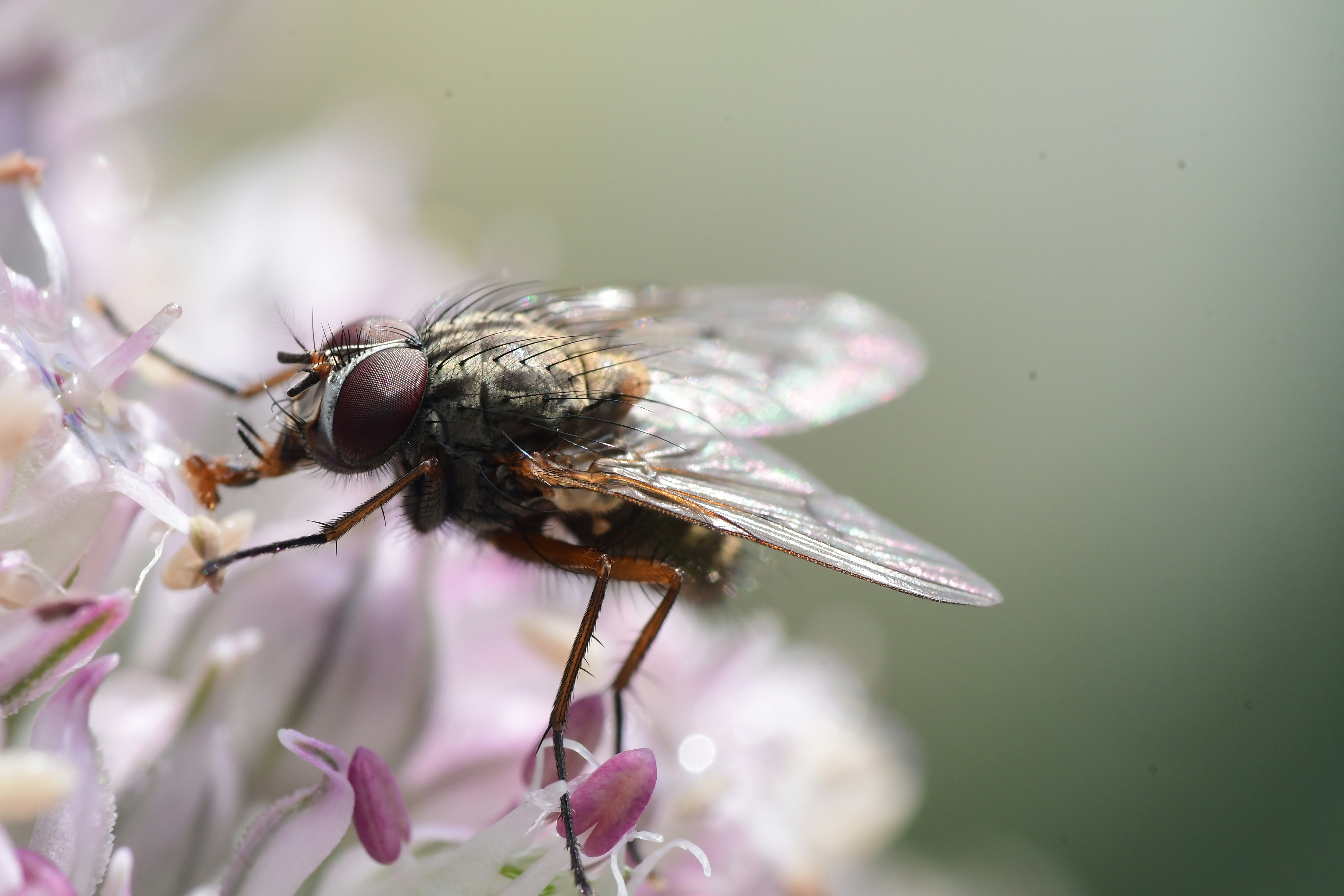 Read more about the article Small Flies Identification and Management