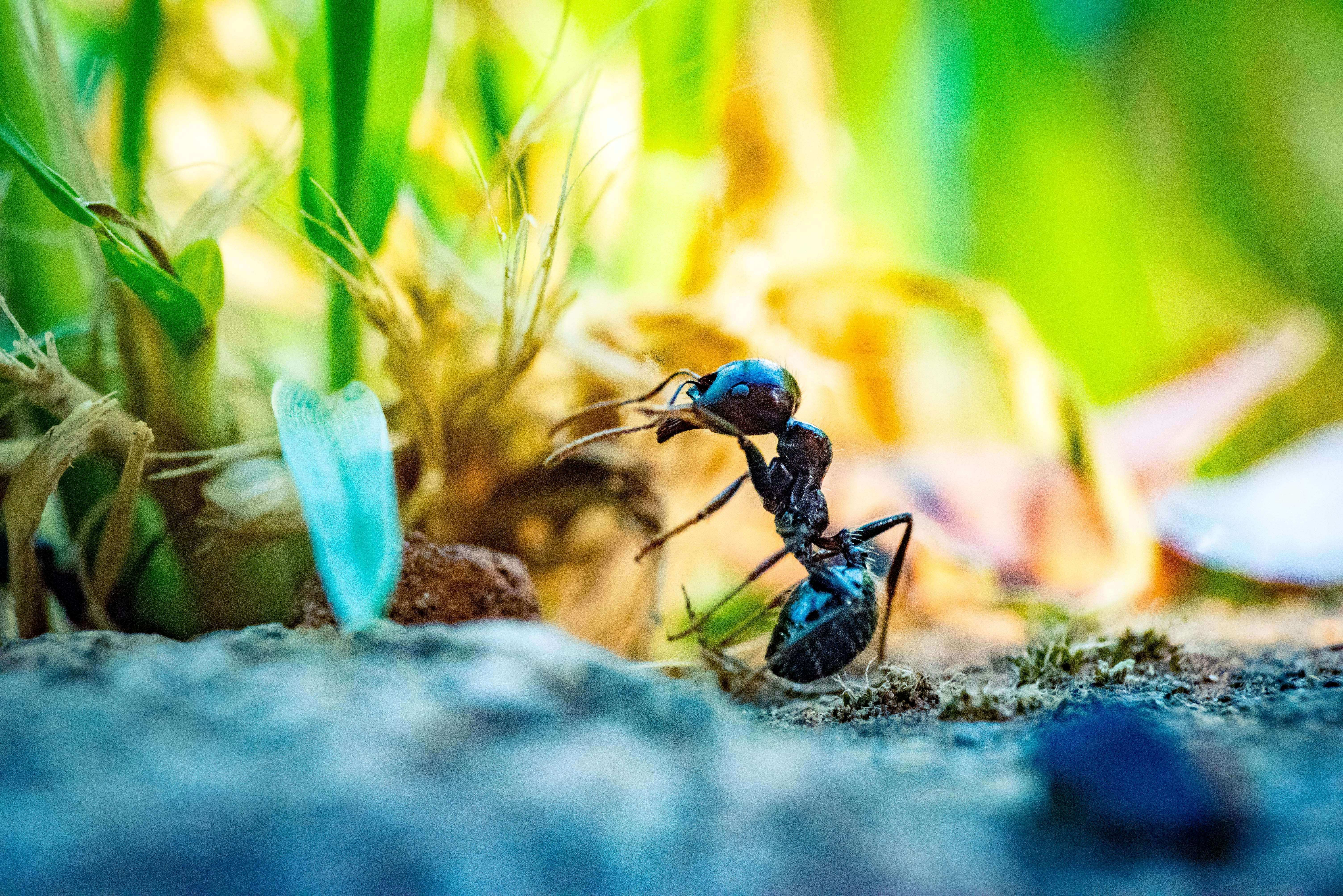 You are currently viewing Ant Species in Northern Illinois