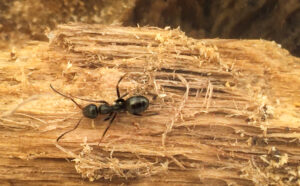 Read more about the article Protect Your Home: Ant Control in Naperville, IL