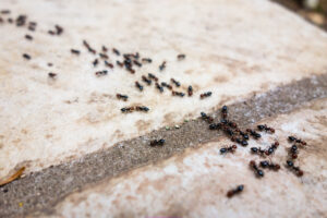 Ants trailing across a patio