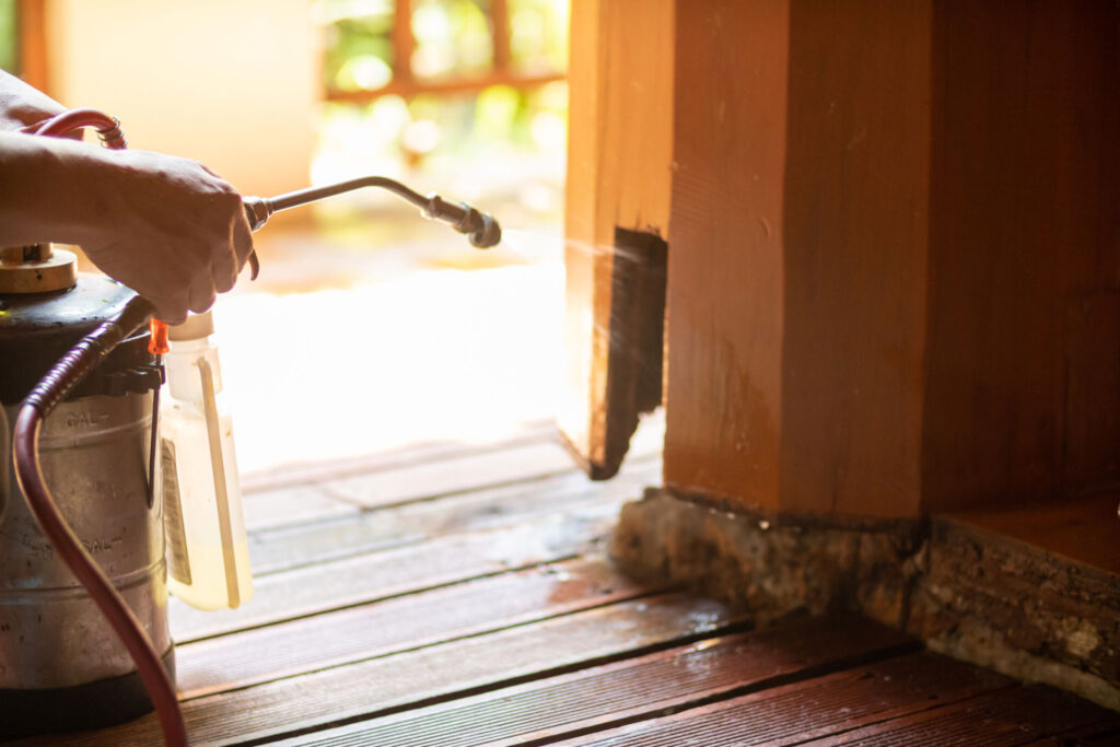 Close-up of hand holding pesticide pump as it sprays on wall with termite damage inside a house.