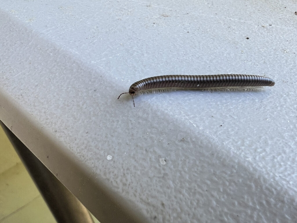 Millipedes commonly enter new construction homes from wet mulch beds