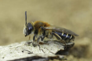 Read more about the article All about the Ground Bees of Illinois