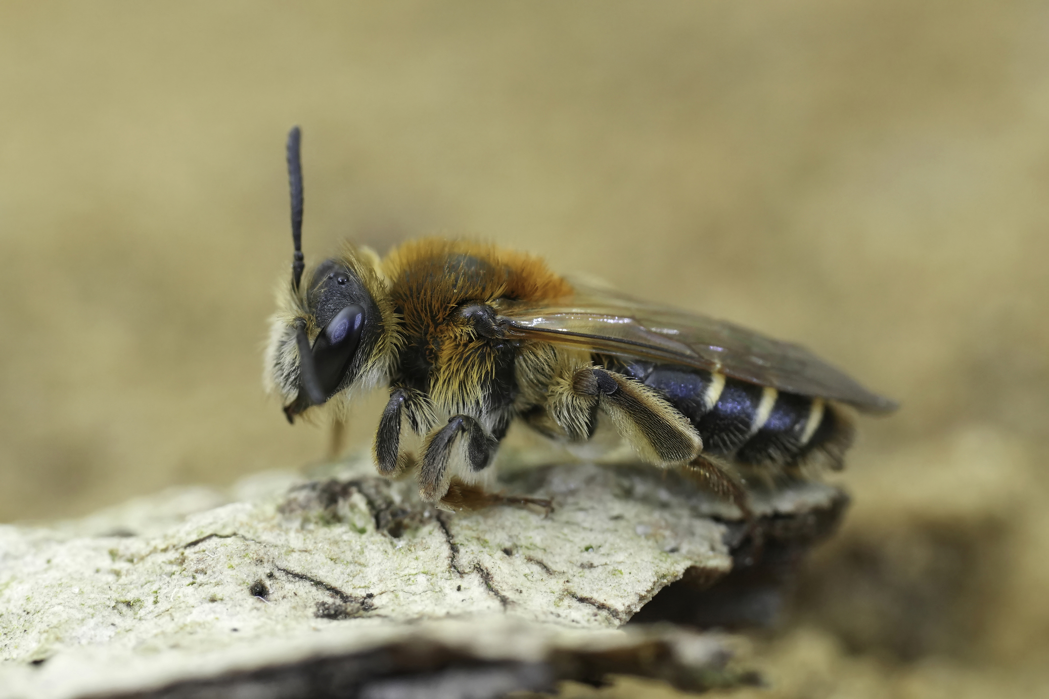 Read more about the article All about the Ground Bees of Illinois