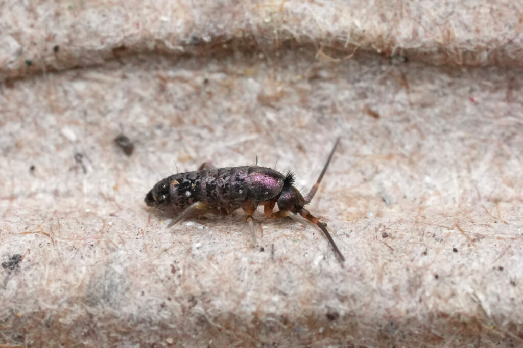 Springtails are a common sight in new construction homes