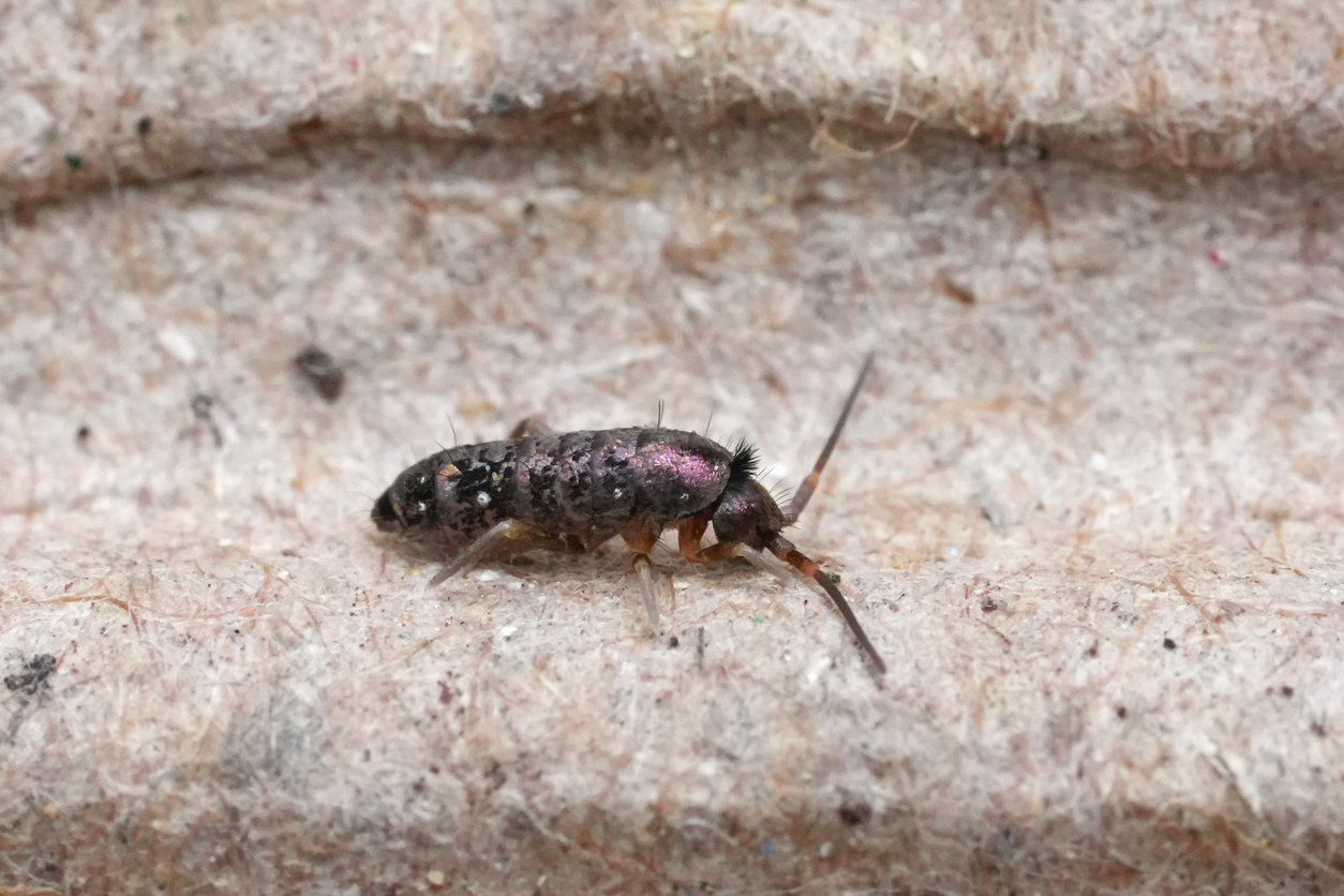 Read more about the article Fun Facts About Springtails: The Tiny Invaders in Northern Illinois Homes