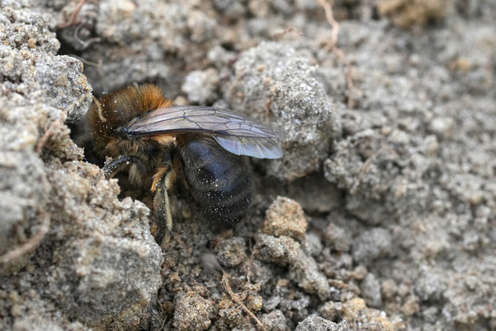 Ground mining bee digging into the soil
