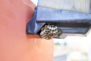Read more about the article Effective Wasp Extermination in Naperville, IL: Protect Your Home and Family