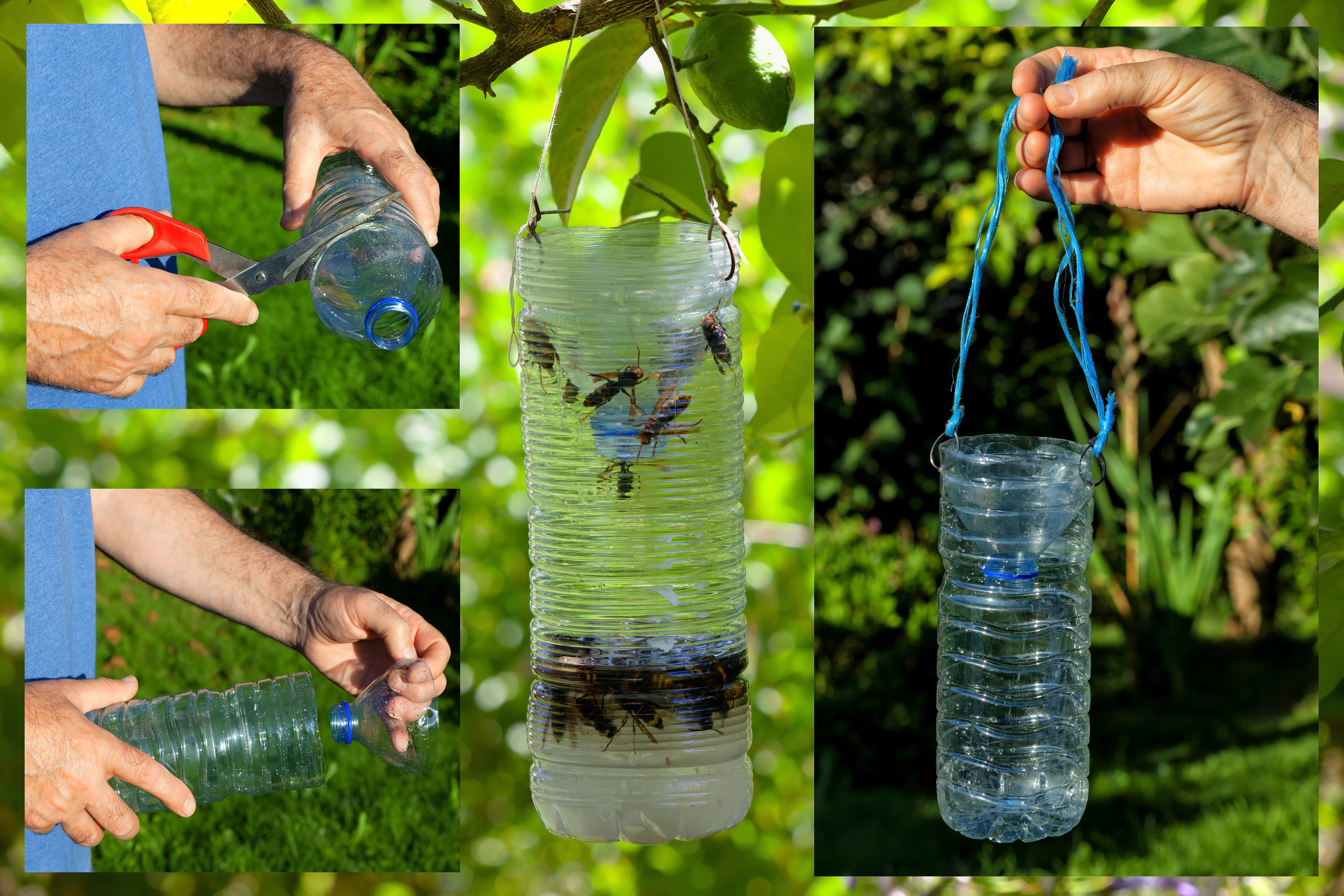 You are currently viewing How to Make a DIY Wasp Trap from a Water Bottle (Perfect for Northern Illinois Backyards)
