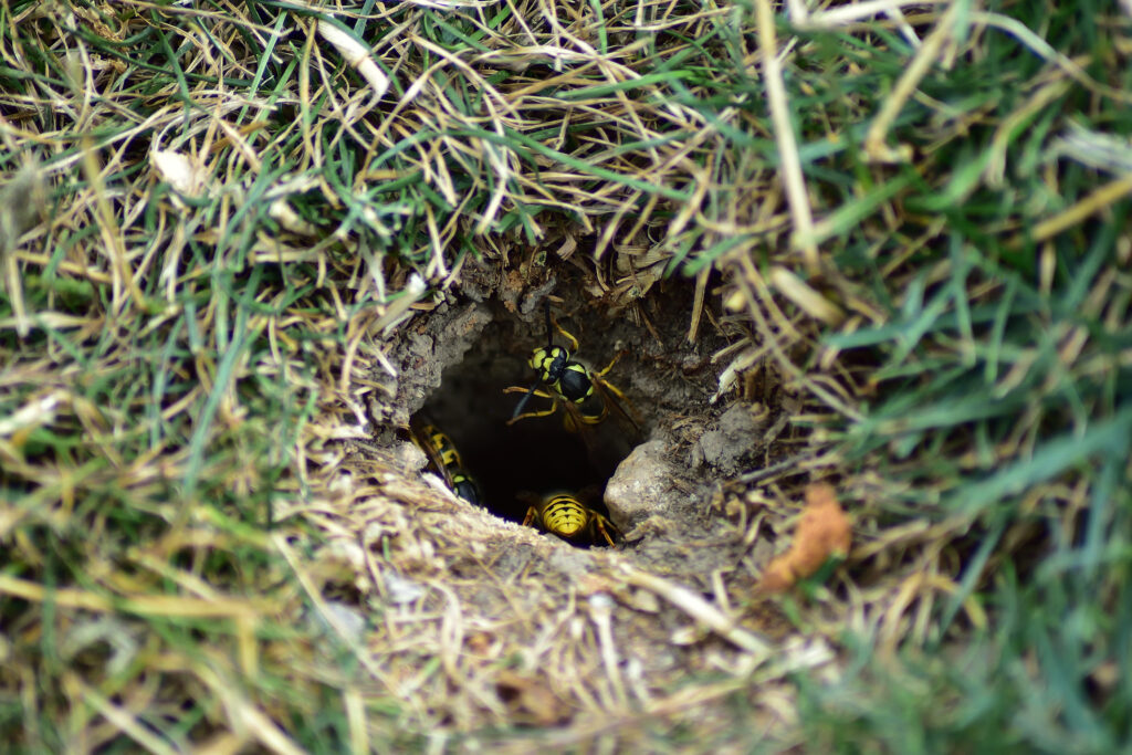 ground Yellowjacket nest entrance