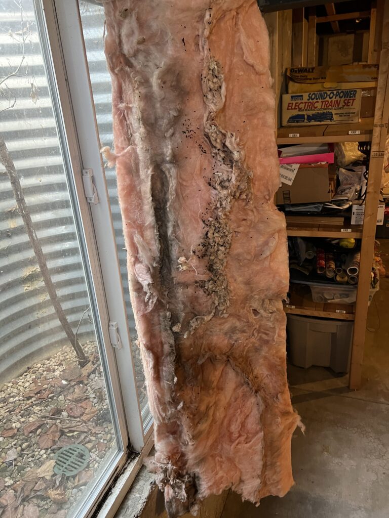 A section of fiberglass insulation infested and damaged by mice droppings
