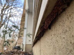 Rodent rope installed along the perimeter of a home's siding
