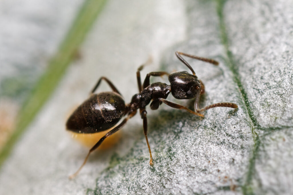 Odorous house ant (Tapinima Sessile) worker ant commonly found in Illinois homes