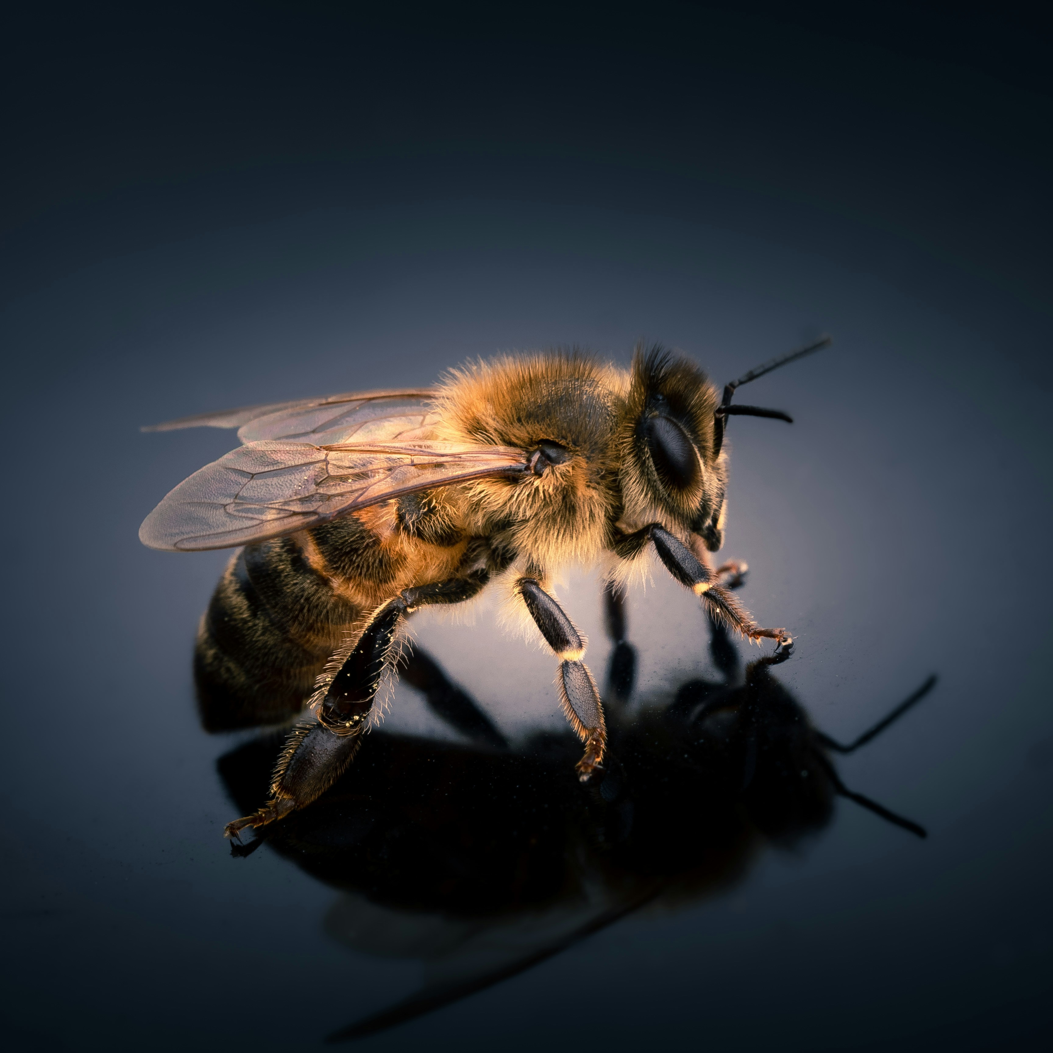 You are currently viewing Killer Bees: What Homeowners Should Know (And Why They’re Different From Regular Bees)