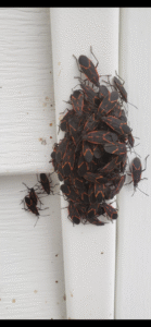 Read more about the article How Boxelder bugs are getting into your home