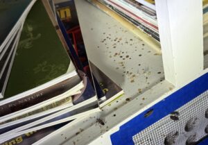 marks and droppings left behind by boxelder bugs