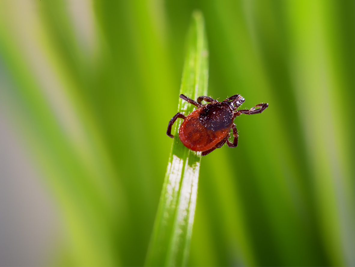 You are currently viewing Why Northern Illinois is Seeing More Ticks and Rising Lyme Risk