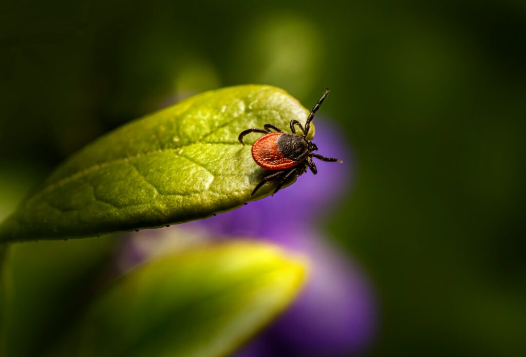 Tick in questing position on a leaf waiting for a passing host