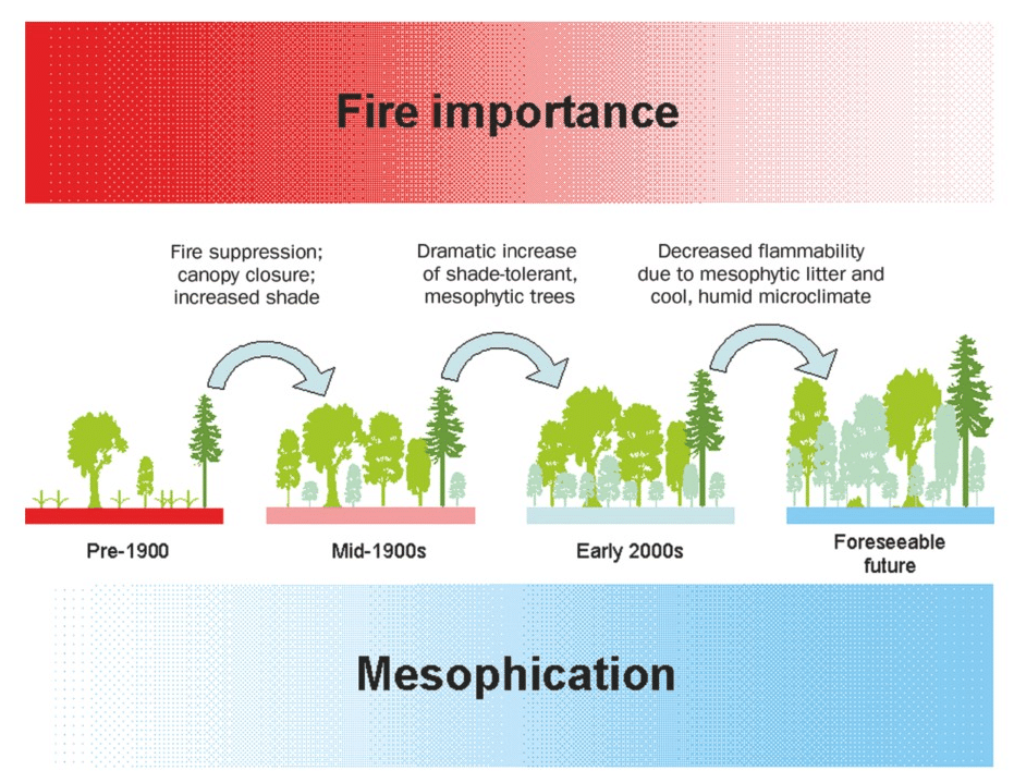 Diagram showing how fire suppression leads to denser, cooler, wetter forests through mesophication
